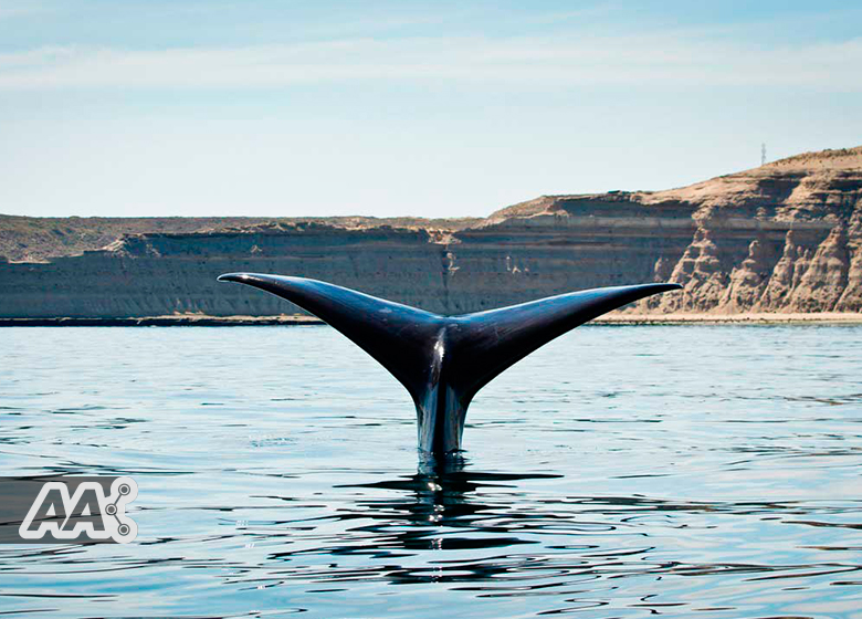 temporada-de-ballenas-2015-puerto-madryn-2