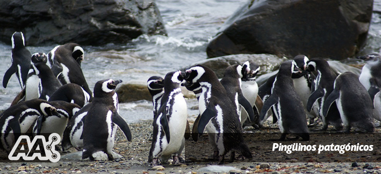 5-excursiones-en-el-sur-argentino---pinguinos-patagonicos