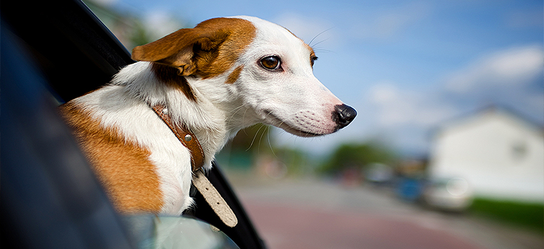 viajar-con-mascotas